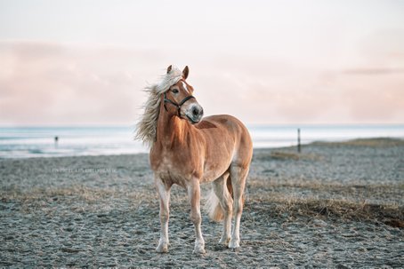 emotionales Pferdefoto Fohlen